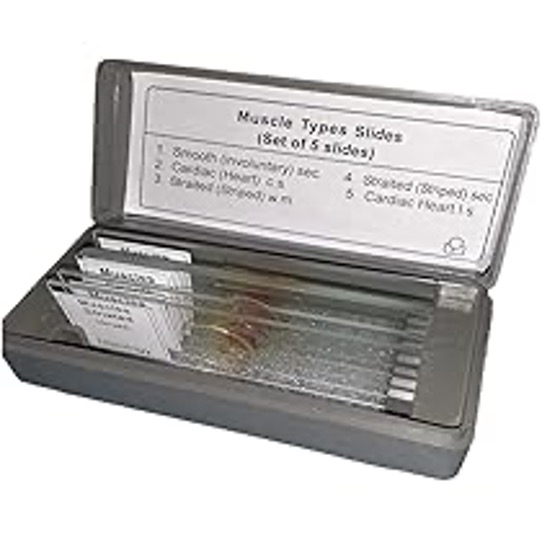 Prepared Histology Slides