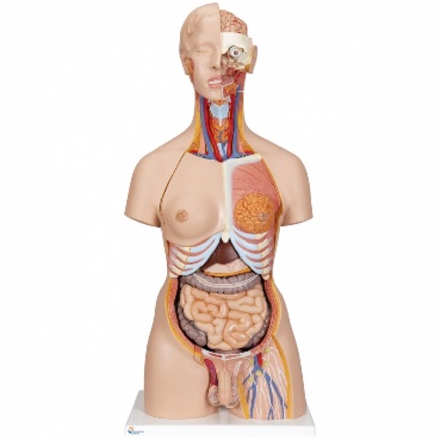 Torso Models (with removable organs)