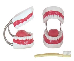 Dental Models