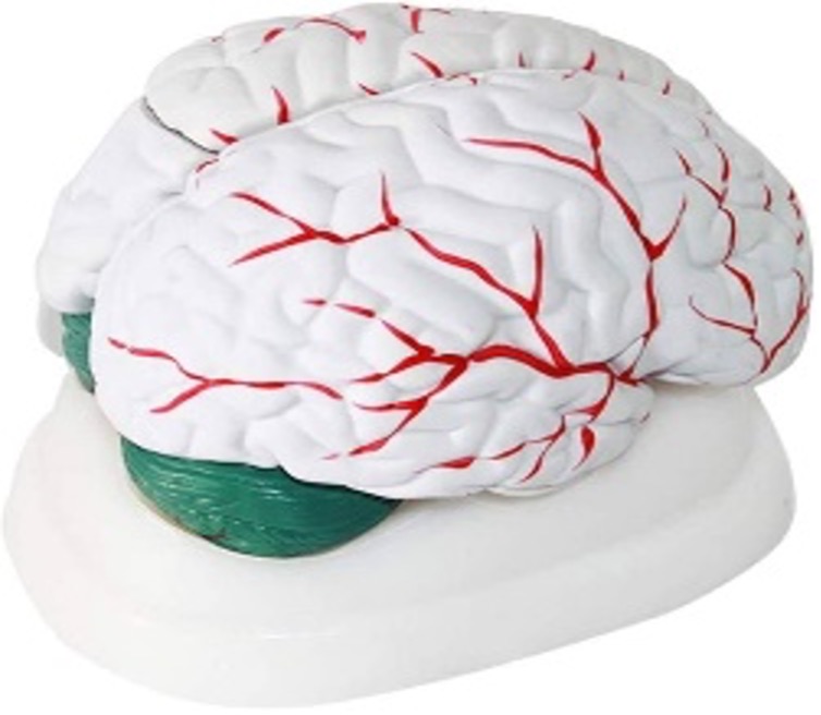 Brain